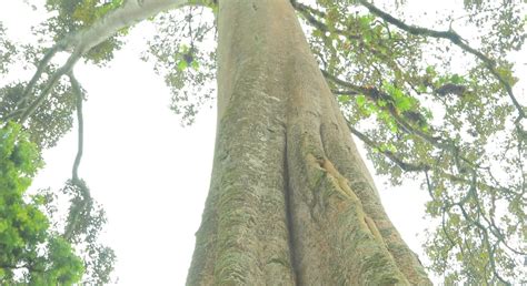 abo cultural place sidama region culture tourism sport bureau