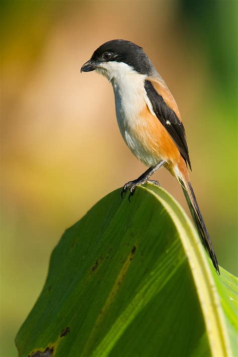 Long-tailed Shrike in Shanghai - Shanghai Birding 上海观鸟