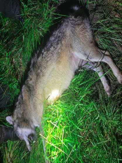 Un Loup Abattu Jujurieux Dans Lain L Agriculture Dr Moise