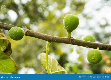 Ficus Carica Ramo Figo Frutos Verdes Foto De Stock Imagem De