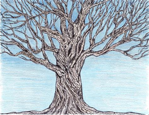 Twisted Tree Drawing At Explore Collection Of