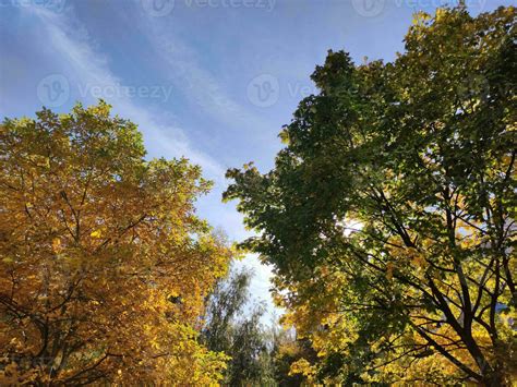 Autumn forest background. Bright trees in the fall 27395169 Stock Photo ...