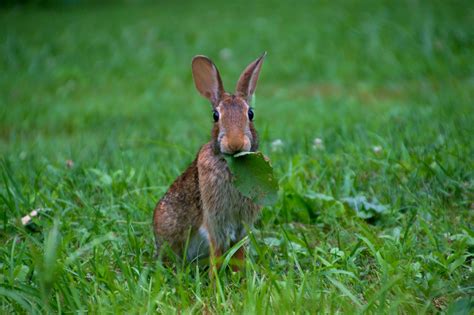 Rabbitgrassrabbit Eating Leaffree Pictures Free Photos Free Image