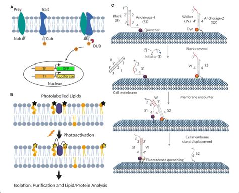 Artificial Membrane Probes For Studying Dynamic Membrane