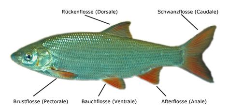 Flossen Chondrostoma Nasus Flosse Wikipedia Flosse Fische