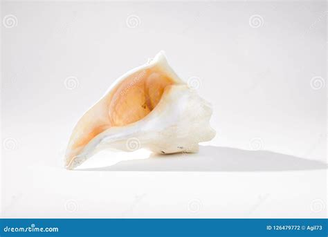 Opening Of Conch Shell On Gray Background Stock Photo Image Of Exotic