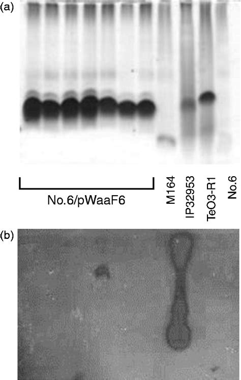 Serotype O 8 Isolates In The Yersinia Pseudotuberculosis Complex Have Different O Antigen Gene