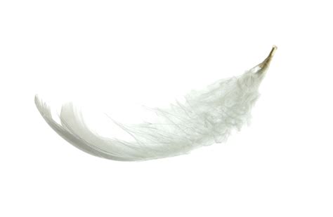 White Goose Feather Wing Effortless Reflection Object PNG