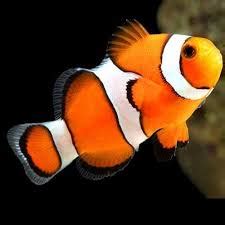 wild caught true percula clownfish reef aquaria