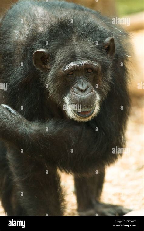 Old Timer Elderly Chimpanzee Stock Photo Alamy