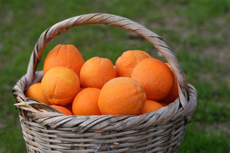 Orange Basket Stock Photo Image Of Vitamin Spain Sweet 12742292