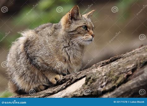 Wild Cat Stock Photo Image Of Sitting Animal Wood 33171578