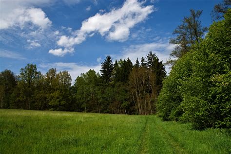 Fotos gratis paisaje árbol naturaleza bosque camino césped