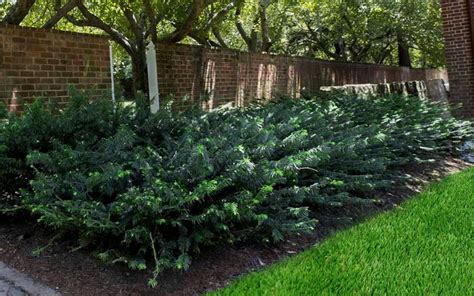 Duke Gardens Plum Yew Wilson Bros Gardens Free Shipping