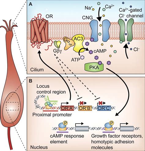 Signal Transduction In The OSN A Representation Of The Receptors