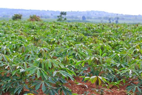 Plantation De Manioc Image Stock Image Du Croissance 38845259