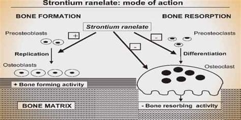 Strontium Ranelate - Assignment Point