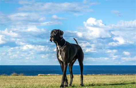 Saiba Quais S O Os Maiores Cachorros Do Mundo