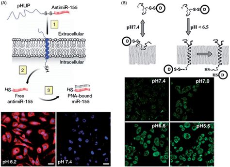 Direct Cytosolic Cargos Delivery Mediated By Phlip A Schematic Of