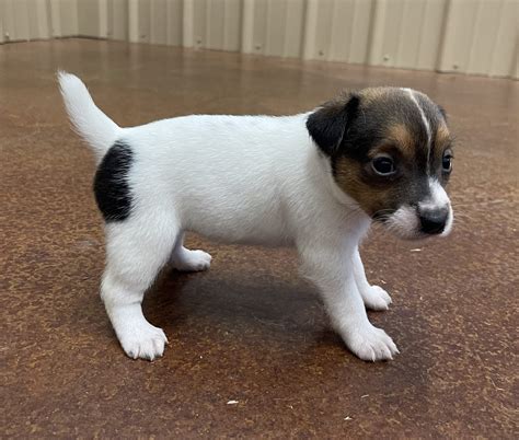 Sold Fiona Female 2 Tri Broken Female Jack Russell Terrier Puppy