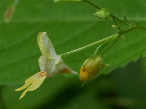 Bl Te Des Kleinen Springkrauts Kleines Springkraut Impati Flickr