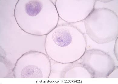 Mitosis Animal Cell Under Microscope Stock Photo 1133754227 | Shutterstock