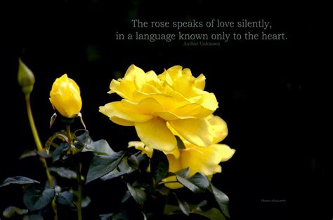 The Rose Speaks Of Love Photograph By Thomas Woolworth Fine Art America