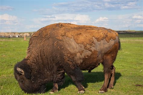 North Dakota Buffalo Bison - Free photo on Pixabay - Pixabay