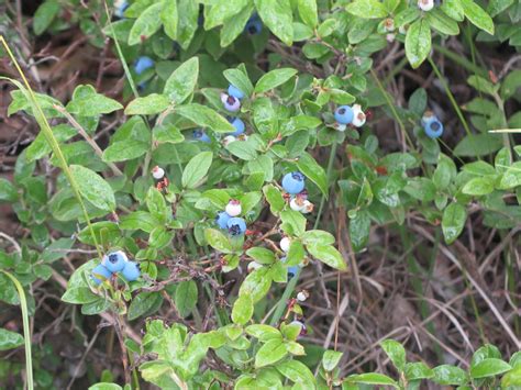 Velvetleaf Blueberry Awes Agroforestry And Woodlot Extension