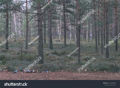 Naked Pine Tree Forest Before Winter Stock Photo 1398738833 Shutterstock