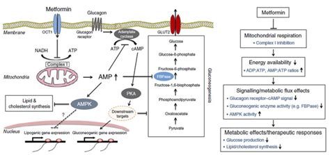 Schematic illustration of the mechanism of action of metformin on the ...