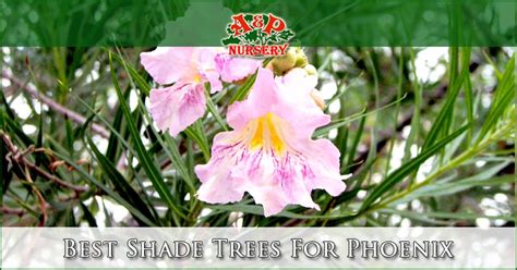 Phoenix Arizona Flowering Trees | Best Flower Site