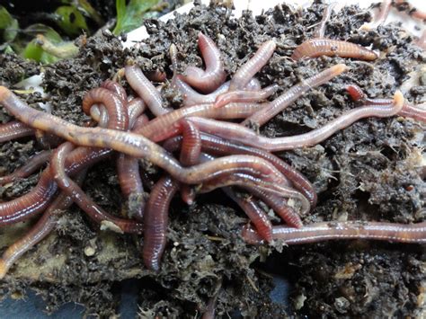 The Young Urban Farmers Store — Red Wiggler Worms