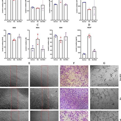 Inhibitory Effects Of Rsv Treatment On Ra Serum Induced Angiogenesis Of