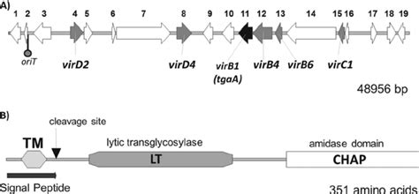 Organization Of The Putative Type Iv Secretion System Genetic Region Of