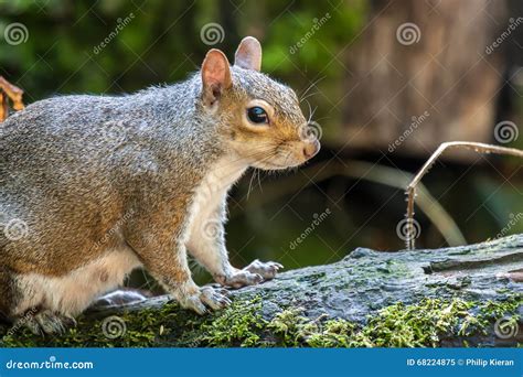 Grey Squirrel Uk Wildlife Stock Image Image Of Closeup 68224875