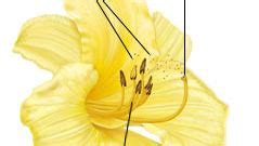 angiosperm - Pollination | Britannica