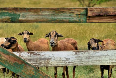 Blackbelly Sheep At Wooden Fence In Saint Andrew Parish Barbados