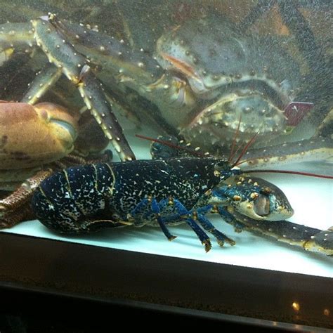 Blue lobsters actually exist!