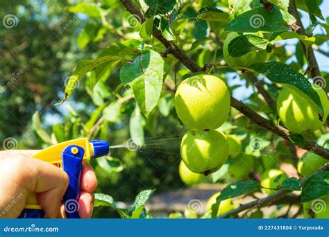 Treatment Of Apple Tree Branches In Summer With A Fungicide Against