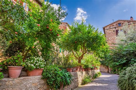 How To Create The Ultimate Mediterranean Garden