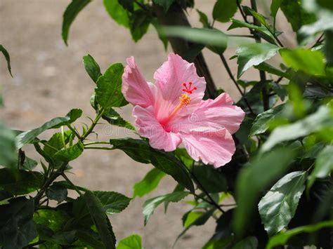 Flor Rosada Del Hibisco Foto De Archivo Imagen De Color