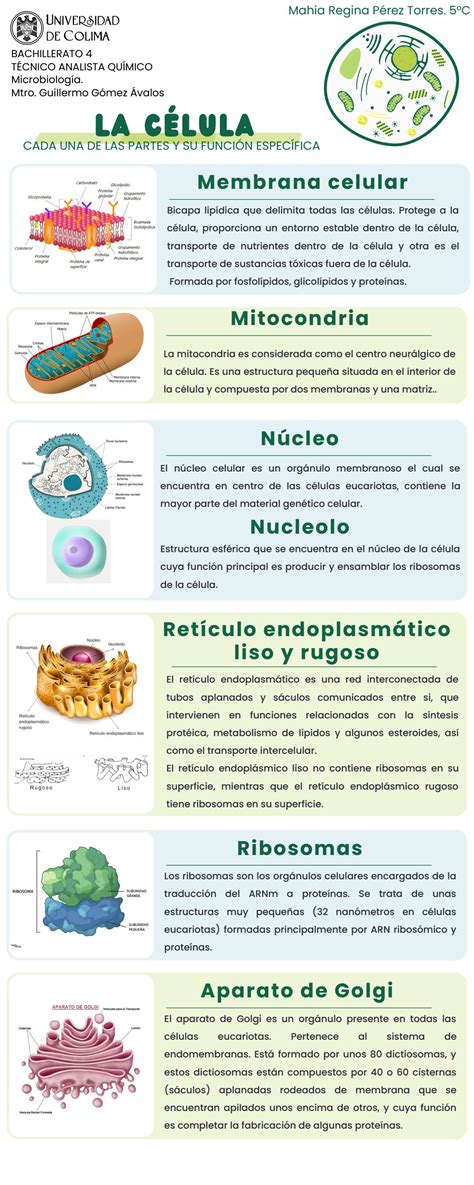 Solution L C Lula Cada Una De Sus Partes Y Su Funci N Espec Fica