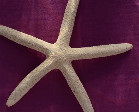 Starfish Starfish Bruce David Flickr