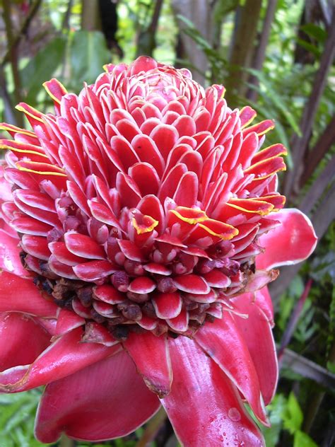 Unique Flowers Philippine Wax Flower Is Most Exotic Flowers Unique