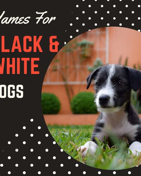 40 Best White Dog Names for a Cute Puppy (From Albus to Whitey ...