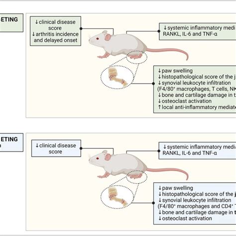 Schematic Representation Of The Effects Of Targeting The IFN Inducible