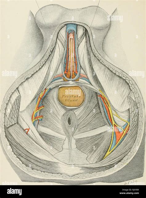 Cowpers gland hi-res stock photography and images - Alamy