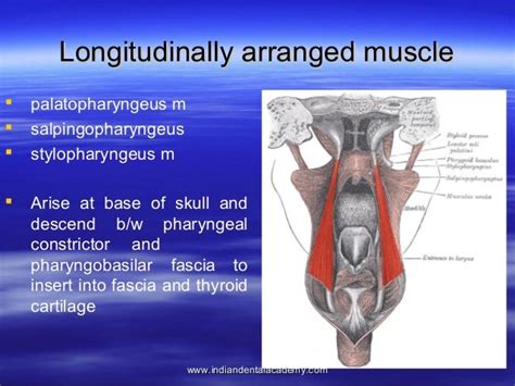 Anatomy Of Pharynx Certified Fixed Orthodontic Courses By Indian Den