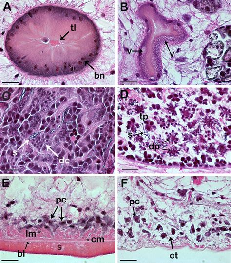 SciELO Brasil Morphological Effects On Helminth Parasites Caused By